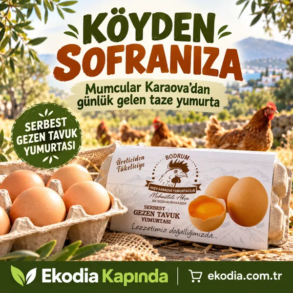 Bodrum Karaova Akça Yumurta